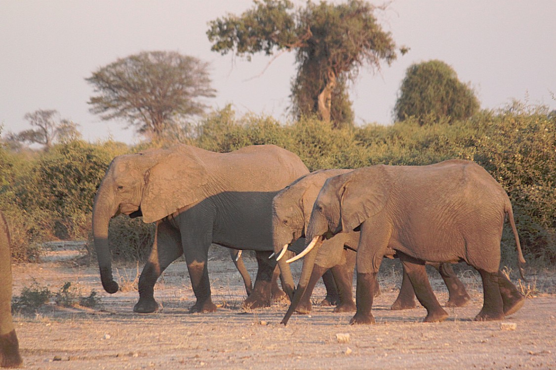 botswana_chobe_2015_img0020
