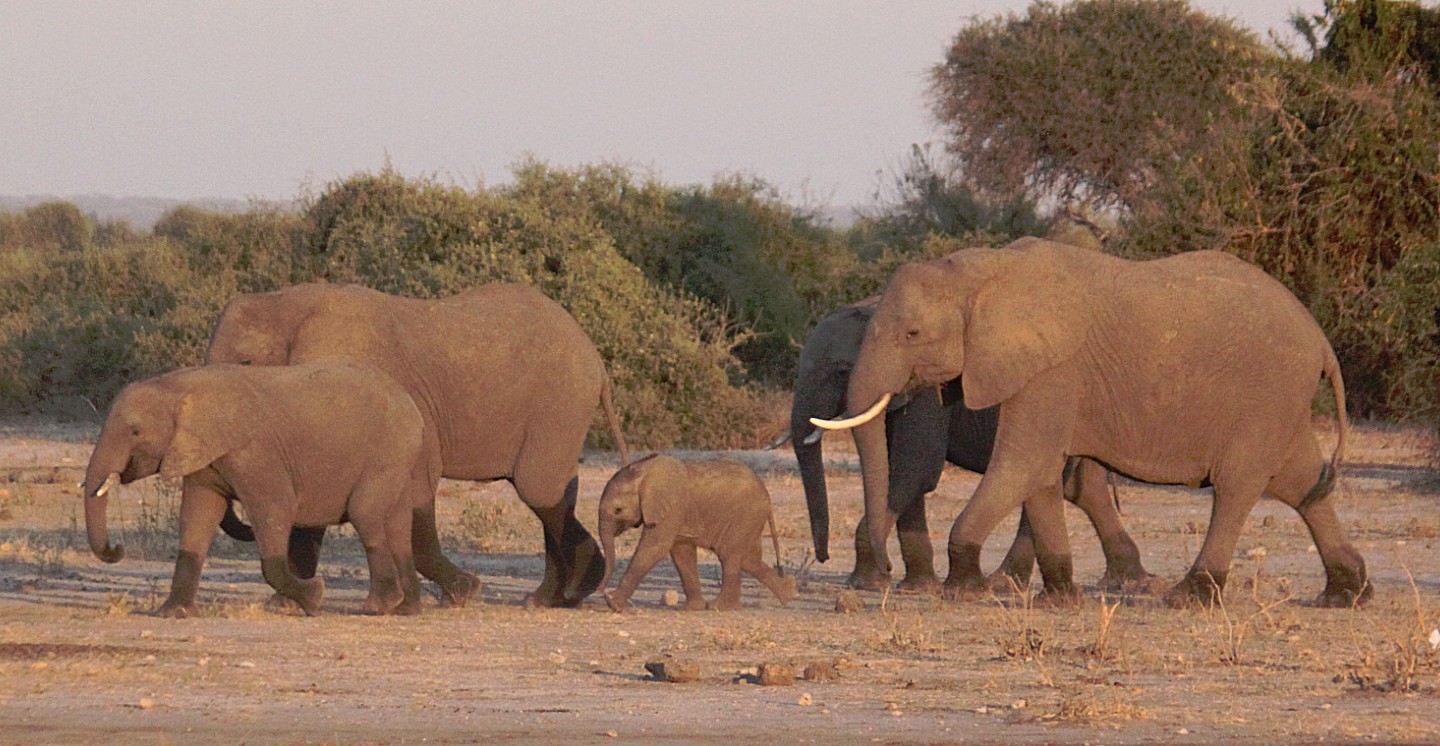 botswana_chobe_2015_img0023