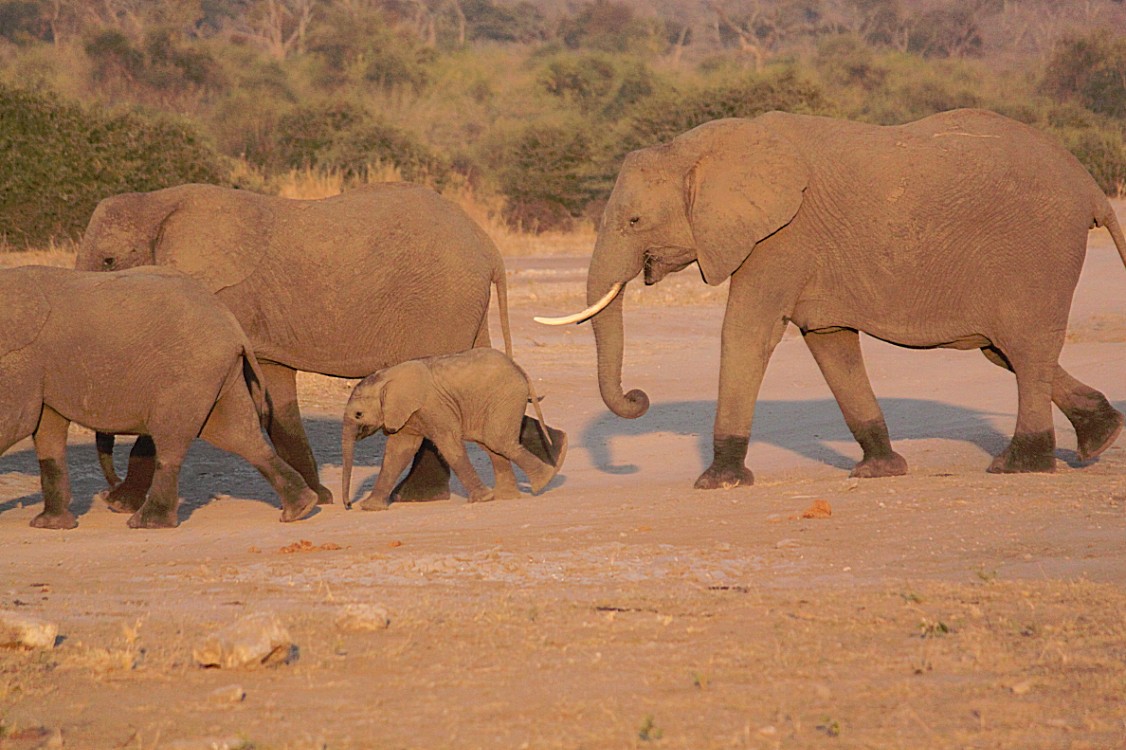 botswana_chobe_2015_img0025
