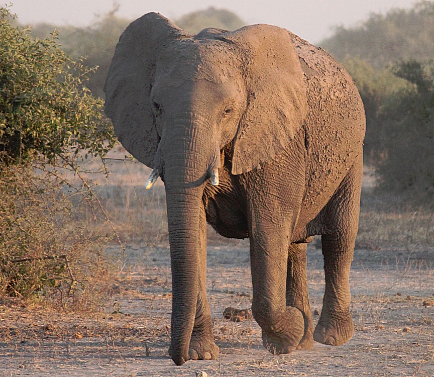 botswana_chobe_2015_img0027