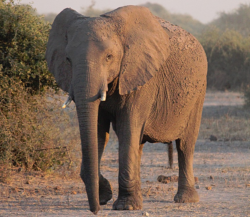 botswana_chobe_2015_img0029