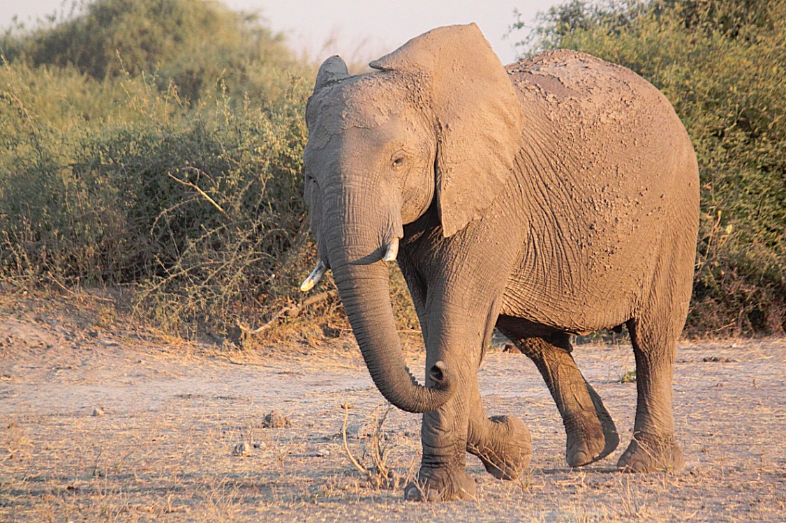 botswana_chobe_2015_img0035