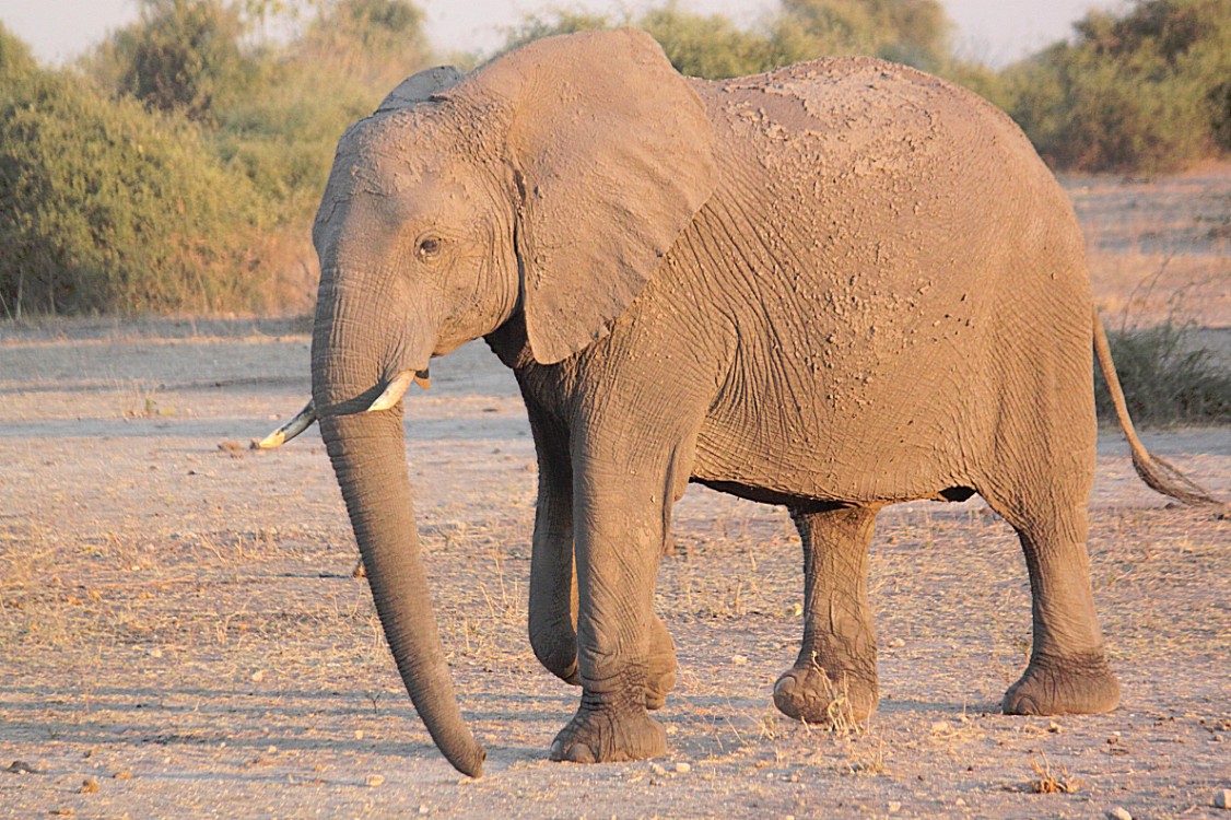 botswana_chobe_2015_img0037