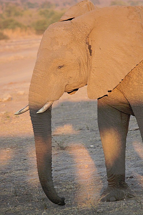 botswana_chobe_2015_img0041