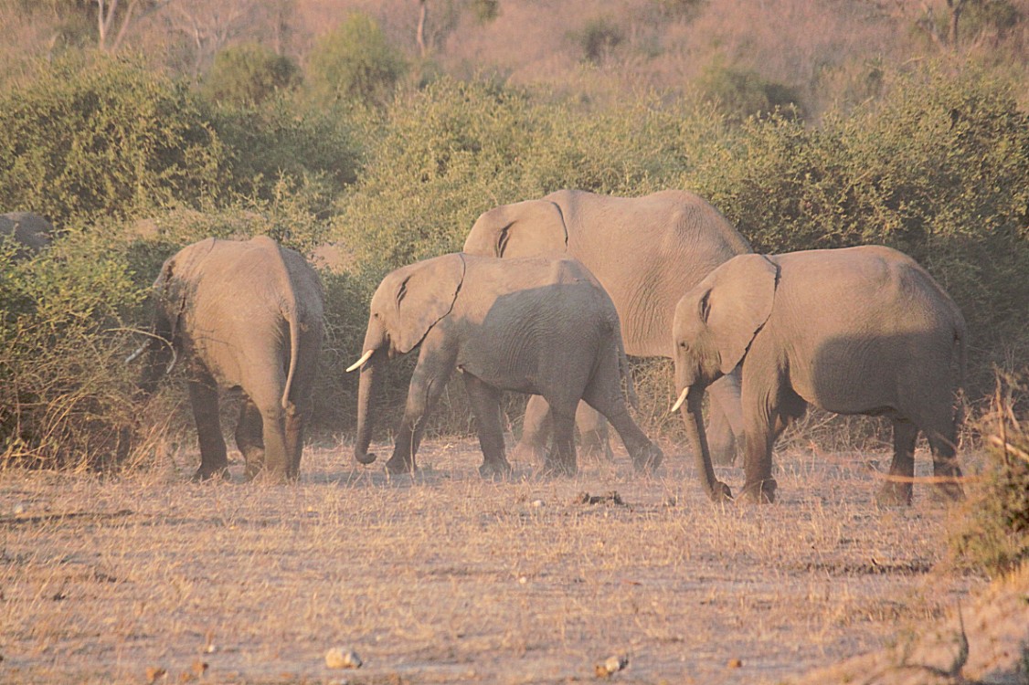 botswana_chobe_2015_img0042