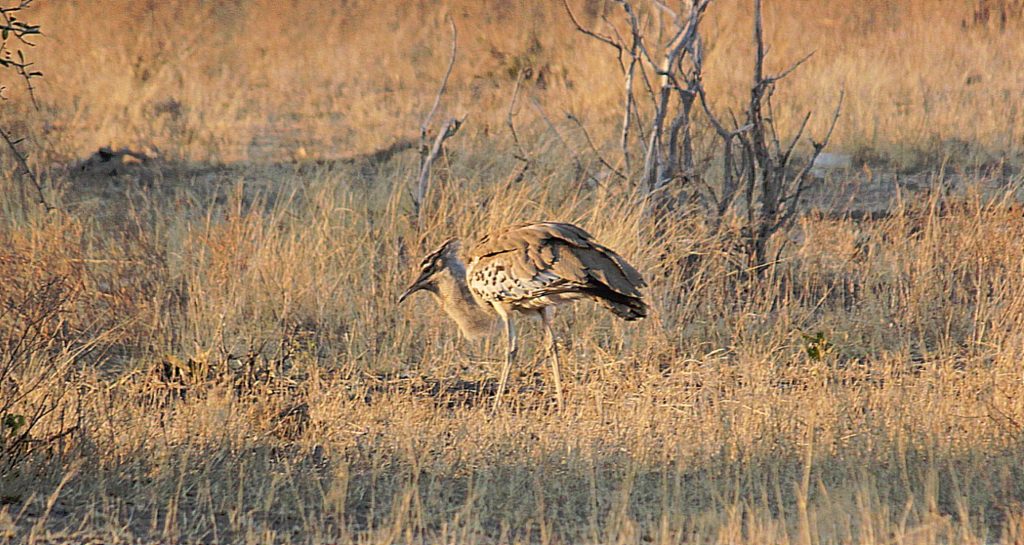 botswana_chobe_2015_img0044