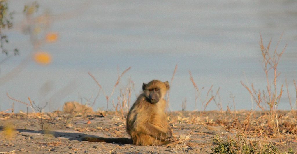 botswana_chobe_2015_img0046