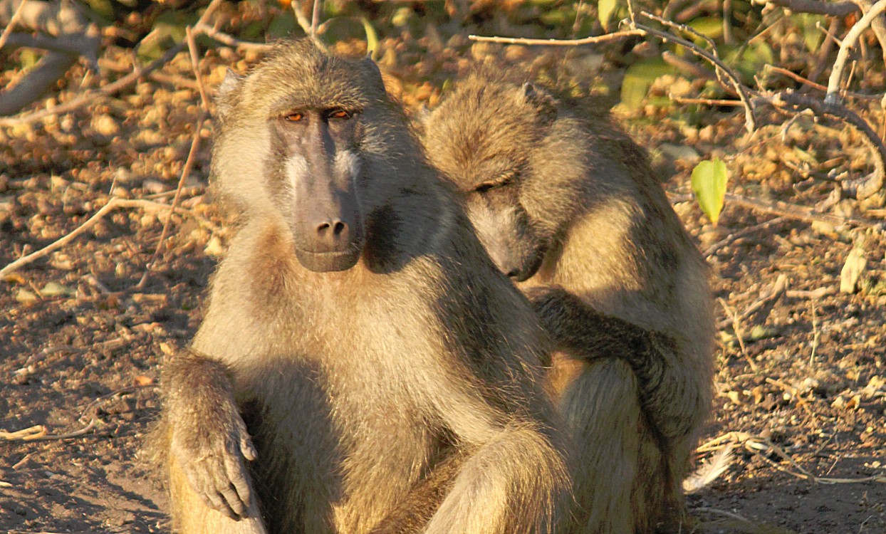 botswana_chobe_2015_img0049