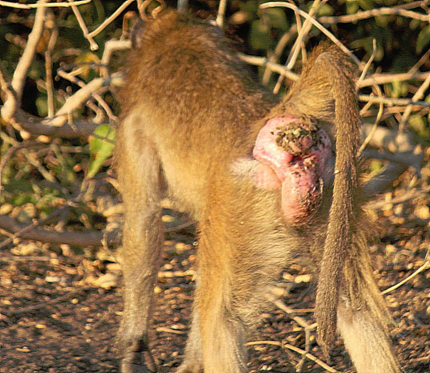 botswana_chobe_2015_img0051