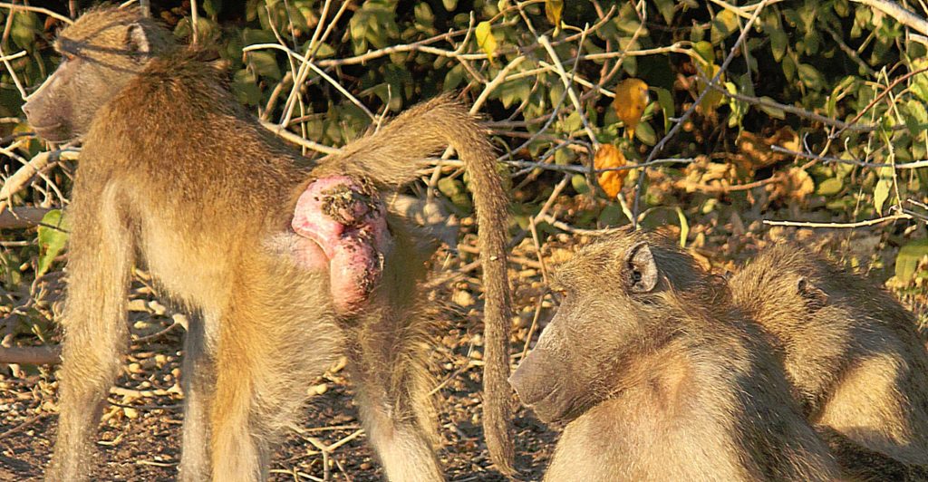 botswana_chobe_2015_img0052