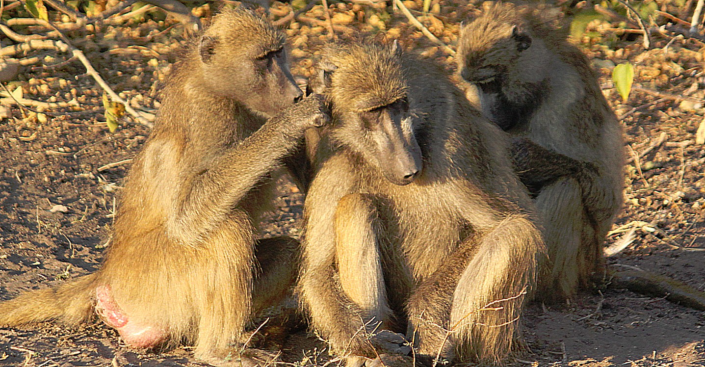 botswana_chobe_2015_img0053