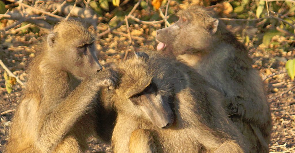 botswana_chobe_2015_img0055