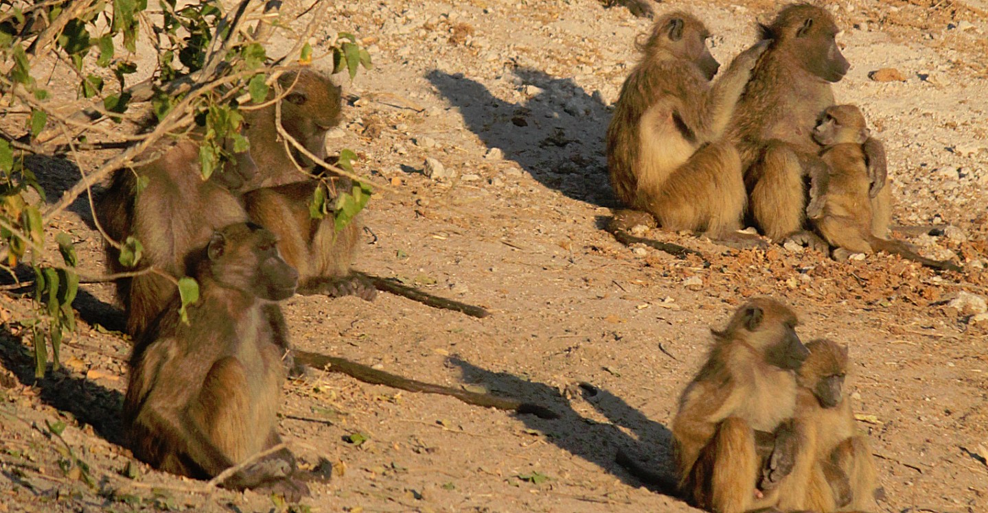 botswana_chobe_2015_img0060