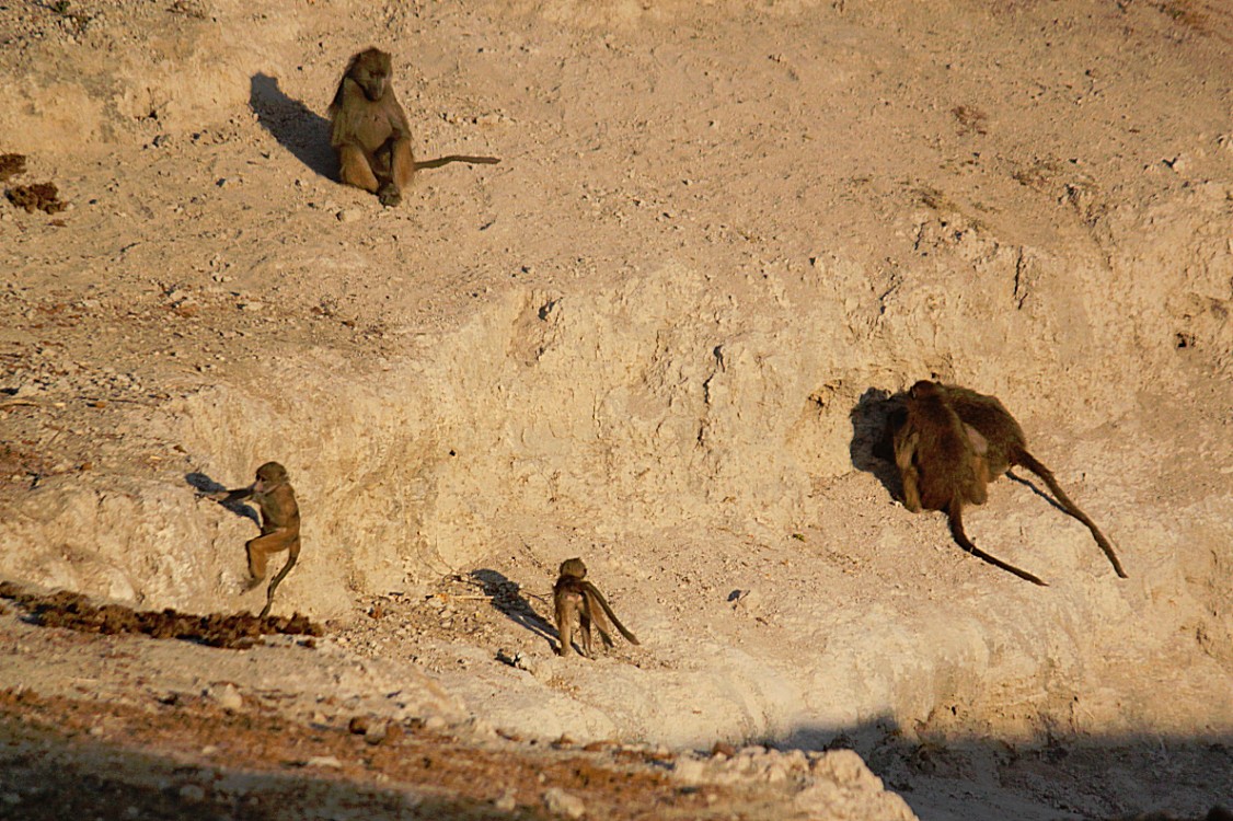 botswana_chobe_2015_img0061