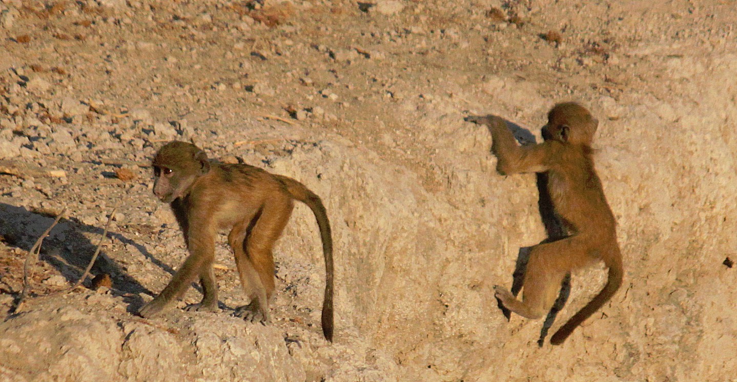 botswana_chobe_2015_img0062