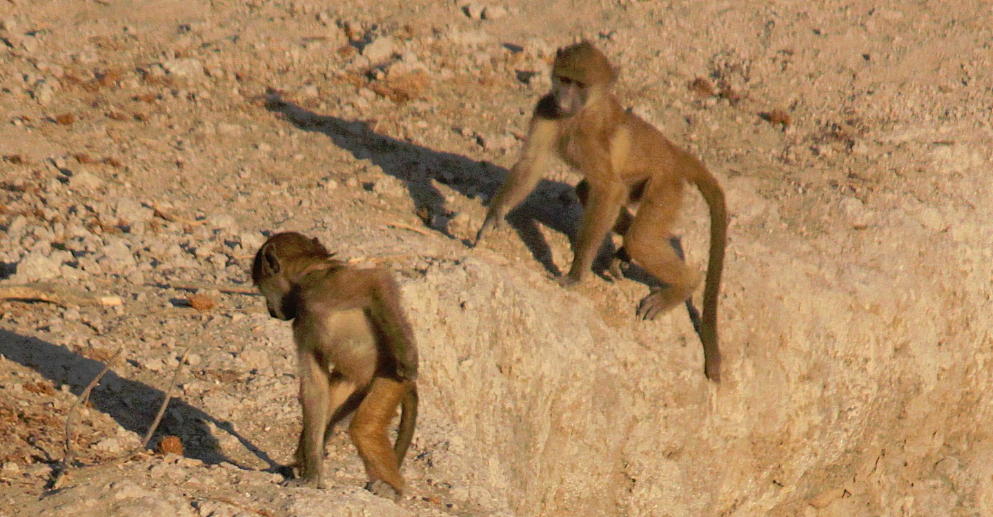 botswana_chobe_2015_img0064