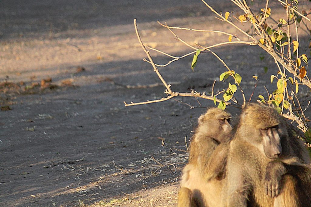 botswana_chobe_2015_img0067