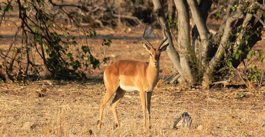 botswana_chobe_2015_img0068