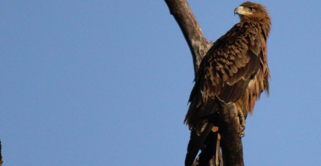 botswana_chobe_2015_img0074