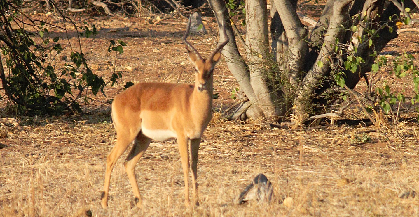 botswana_chobe_2015_img0077