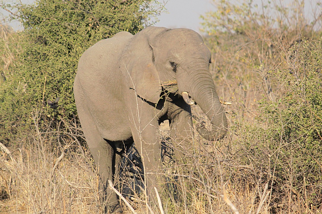 botswana_chobe_2015_img0084