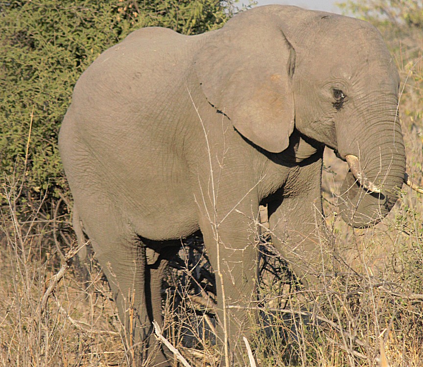 botswana_chobe_2015_img0085