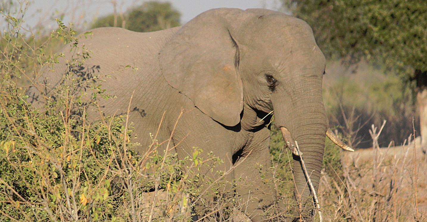 botswana_chobe_2015_img0086