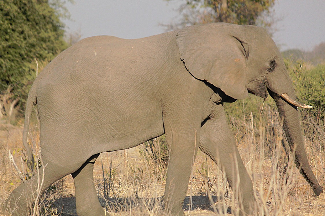 botswana_chobe_2015_img0088