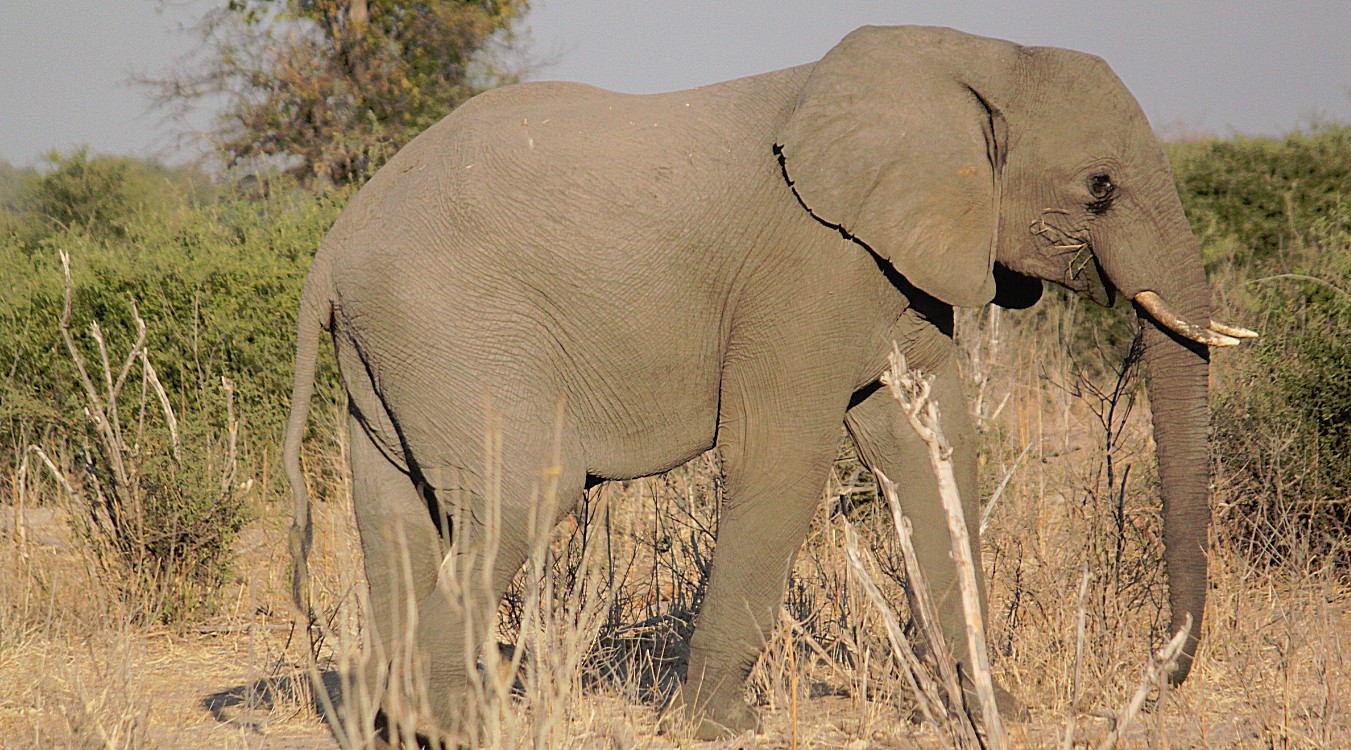 botswana_chobe_2015_img0089