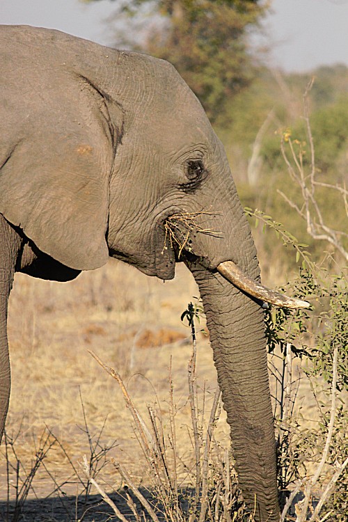 botswana_chobe_2015_img0093