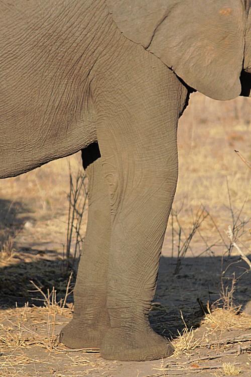 botswana_chobe_2015_img0095