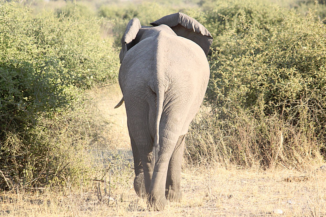 botswana_chobe_2015_img0099