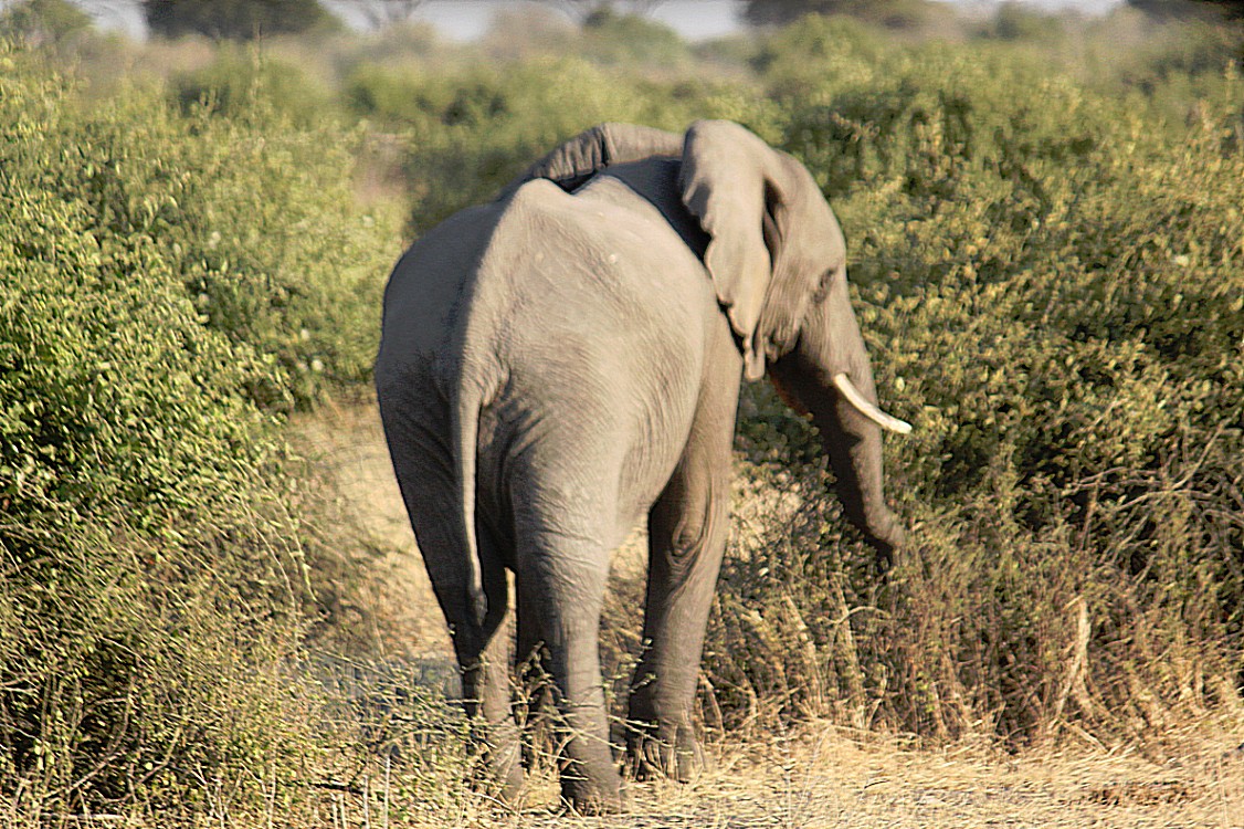 botswana_chobe_2015_img0100