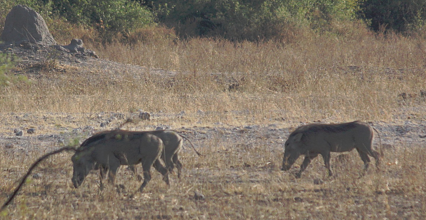 botswana_chobe_2015_img0107