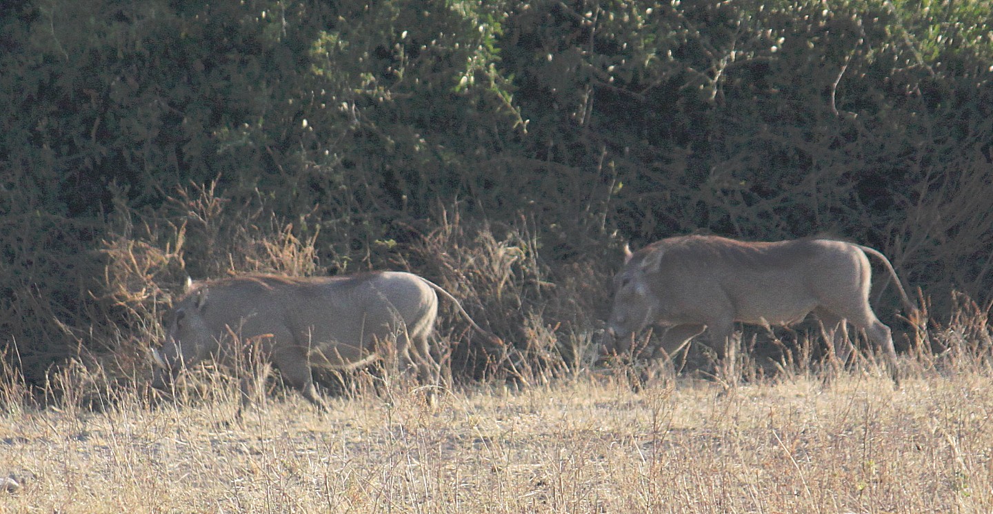 botswana_chobe_2015_img0108