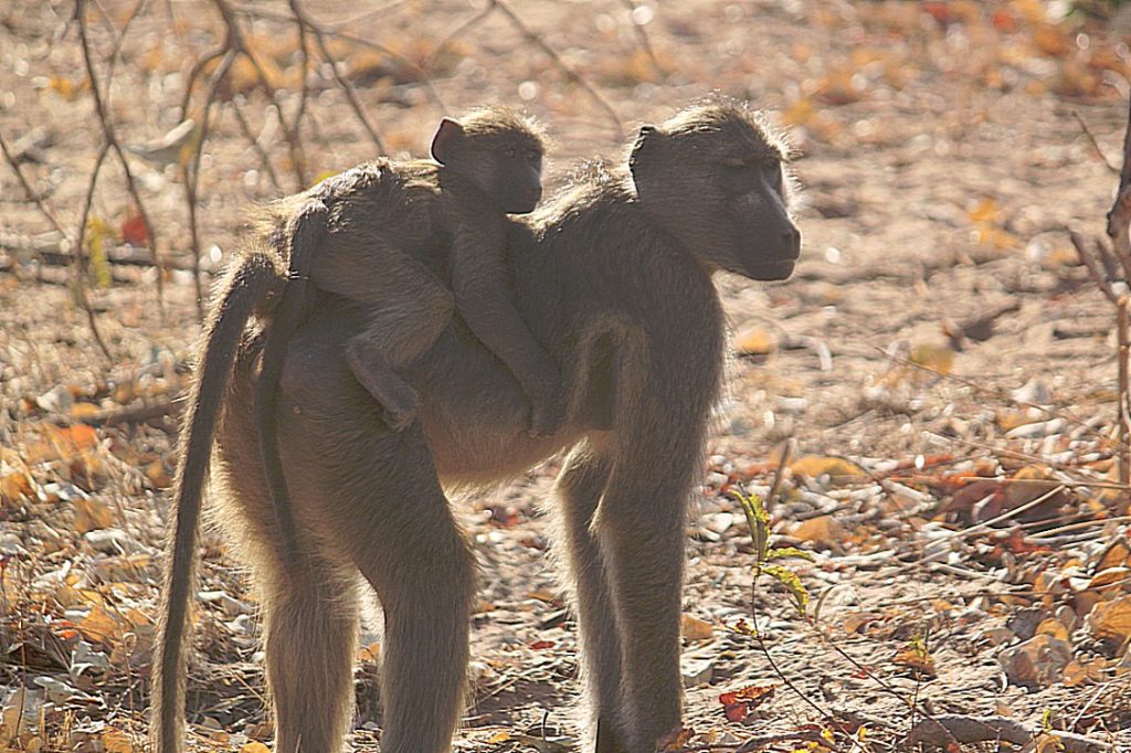 botswana_chobe_2015_img0114