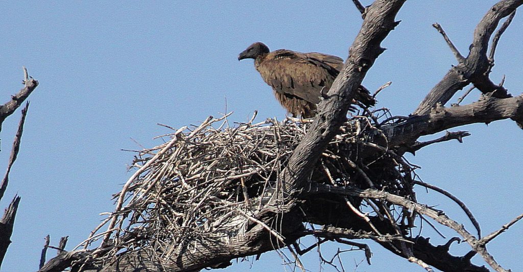 botswana_chobe_2015_img0116