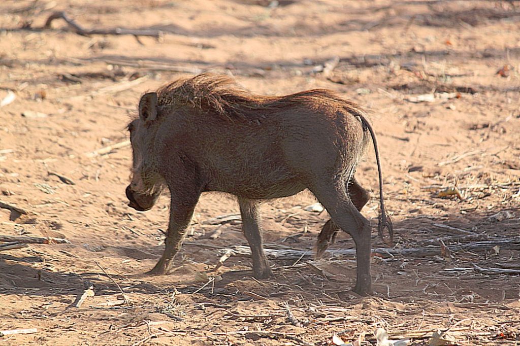 botswana_chobe_2015_img0118