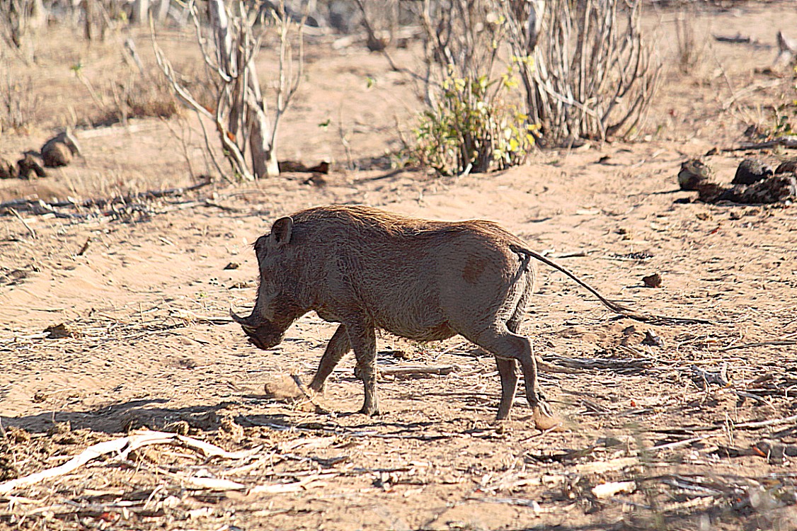 botswana_chobe_2015_img0119