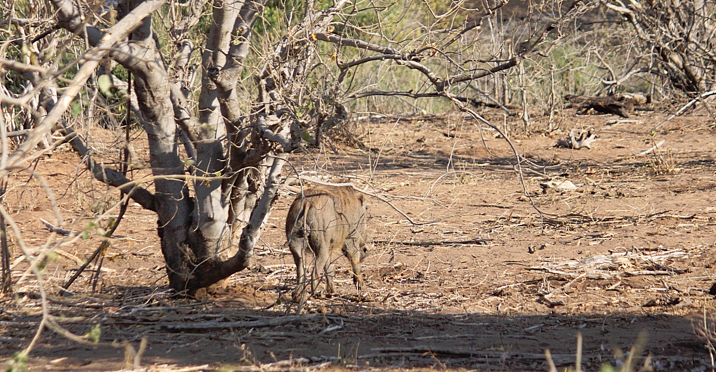 botswana_chobe_2015_img0120