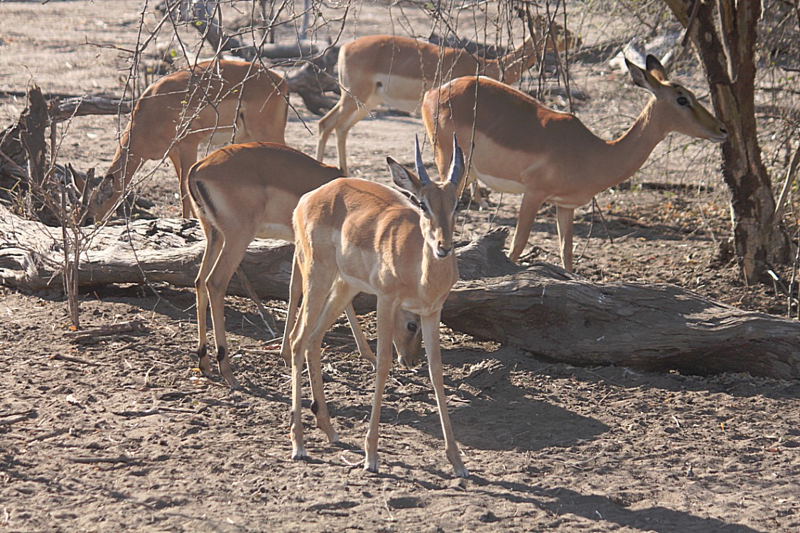 botswana_chobe_2015_img0124