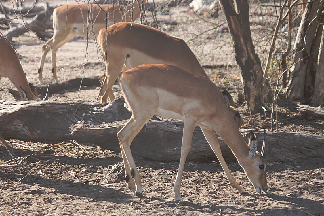 botswana_chobe_2015_img0125