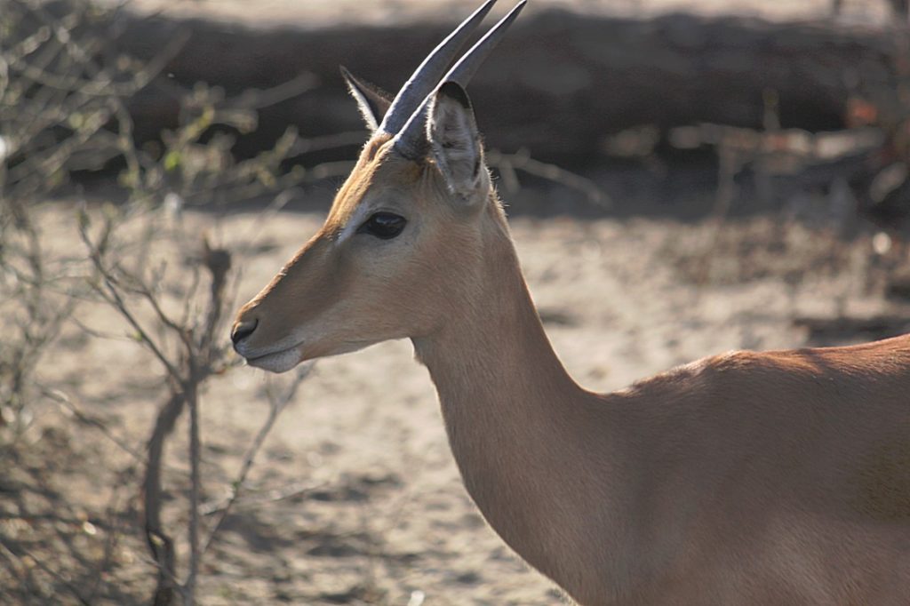 botswana_chobe_2015_img0129