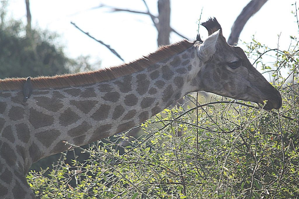 botswana_chobe_2015_img0133