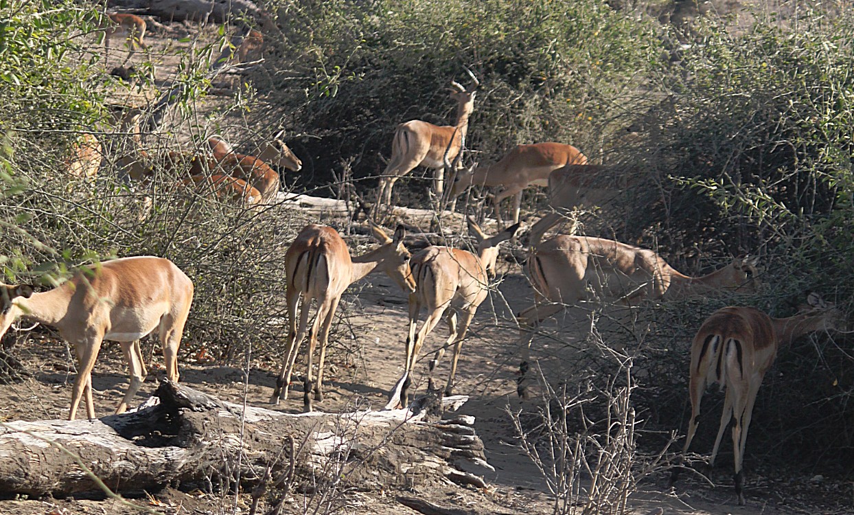 botswana_chobe_2015_img0138