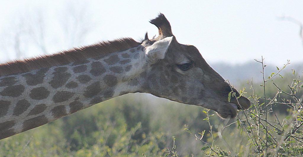 botswana_chobe_2015_img0157