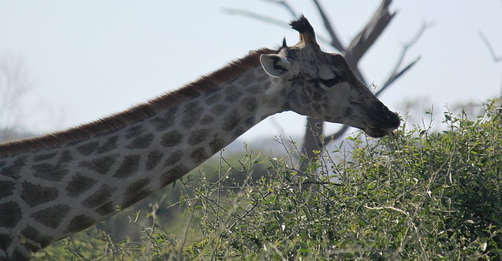 botswana_chobe_2015_img0161