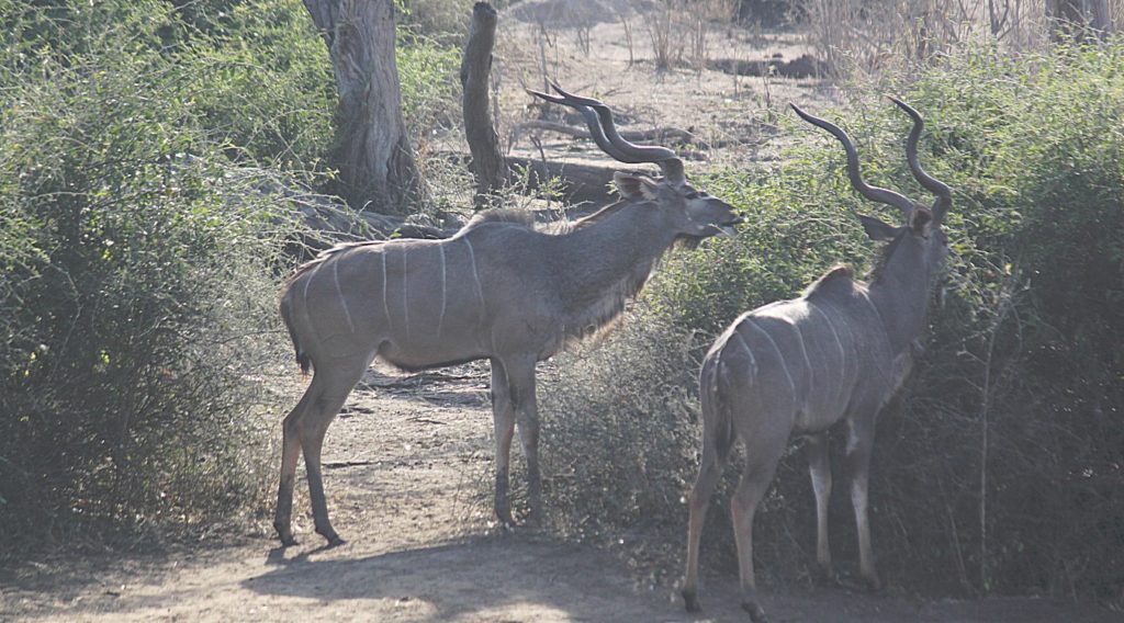 botswana_chobe_2015_img0164