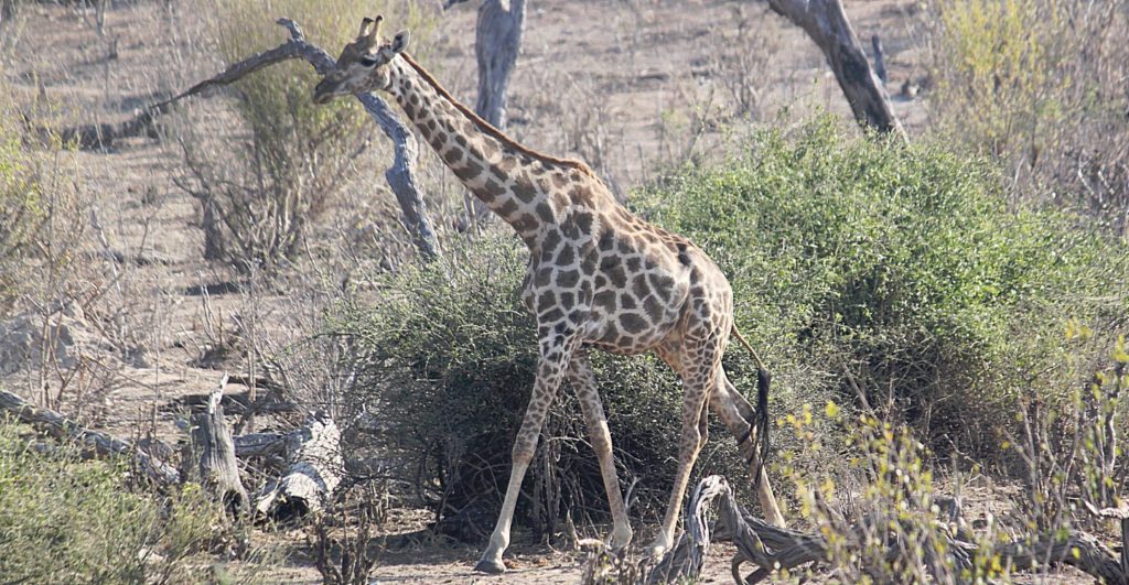 botswana_chobe_2015_img0171