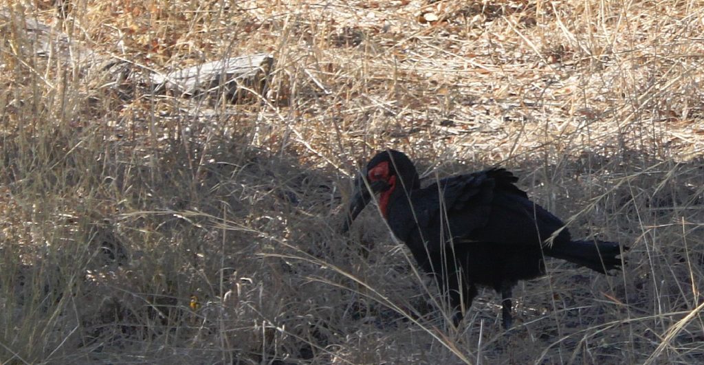 botswana_chobe_2015_img0179